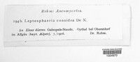 Leptosphaeria doliolum image